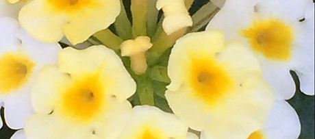 IMG_1847_cropped_resized_Chapter 12.jpg