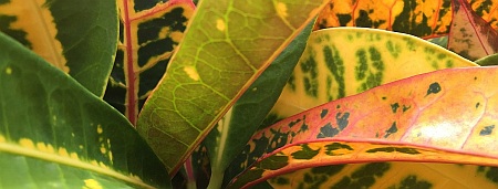 IMG_5467_resized_cropped_aug 2016 reduced