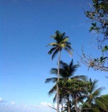 Coconut trees by the sea