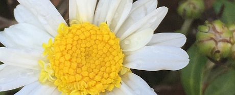 IMG_7806_cropped_resized