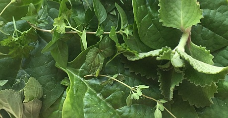 IMG_0110_cropped_resized