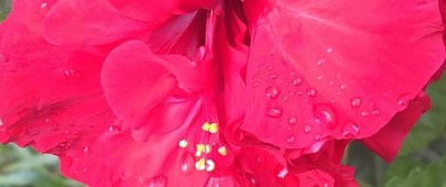 VHGGG-Chapter 22.jpg